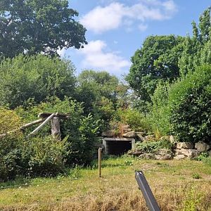 Snow Leopard exhibit