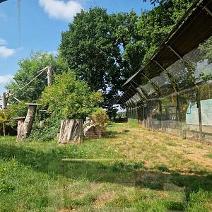 Amur Leopard exhibit
