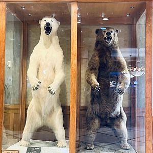 Polar Bear and Brown Bear display - Hilton Anchorage