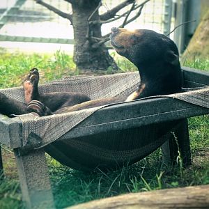 Jul. 2022 - Asian Highlands - Sun Bear (Scruffy)