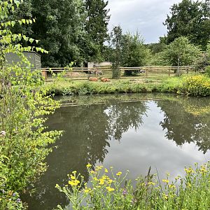 Capy enclosure looking nice with the wildflowers
