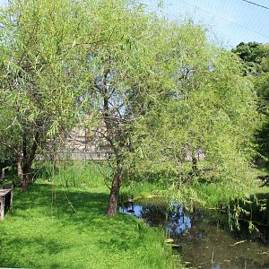 Lesser Adjutant Stork & Western Tufted Deer Aviary