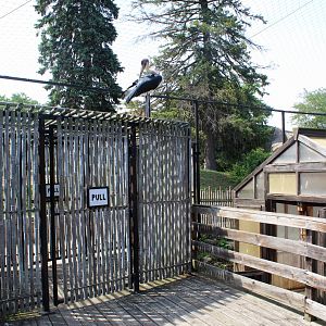 Lesser Adjutant Stork & Western Tufted Deer Aviary Entrance