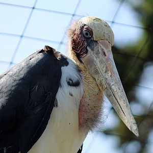 Lesser Adjutant Stork