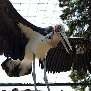 Lesser Adjutant Stork Wingspan