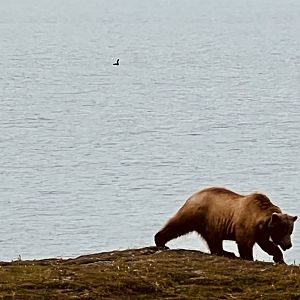 Pacific Loon - Alaska