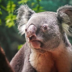 Jul. 2022 - Australian Adventure - Gumleaf Hideout - Koala