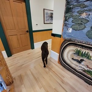 Loon Center, NH - office dog :)