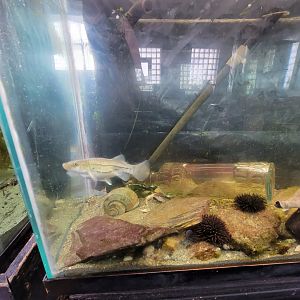 Beavertail Aquarium - striped killifish, whelks, spider crab