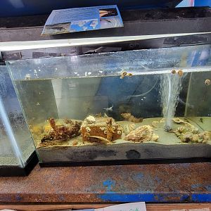 Beavertail Aquarium - european glass shrimp