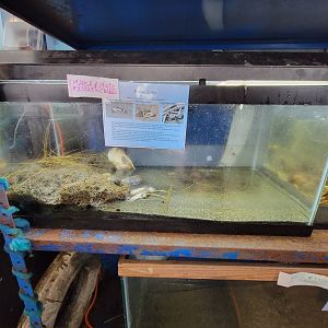 Beavertail Aquarium - fiddler crabs