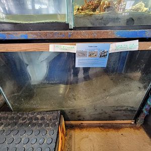 Beavertail Aquarium - fiddler crabs