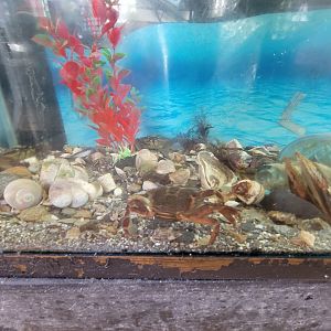Beavertail Aquarium - Asian shore crab, long-clawed and wide-clawed hermit crabs, green crab