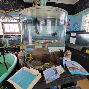 Beavertail Aquarium - juvenile northern puffers