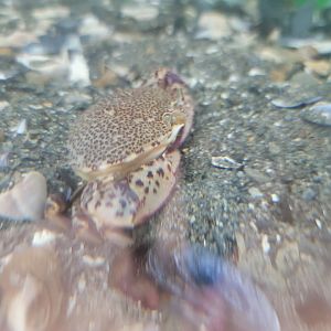 Beavertail Aquarium - Lady Crab