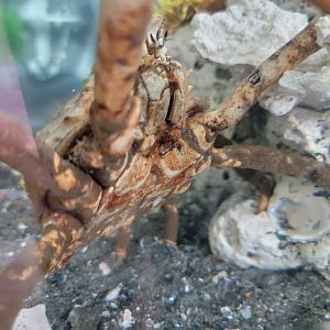 Beavertail Aquarium - Common Spider Crab
