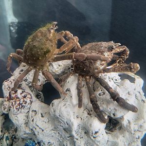 Beavertail Aquarium - Common Spider Crab