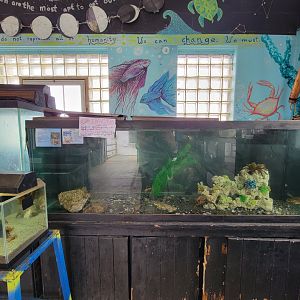 Beavertail Aquarium - spider, lady, and blue crabs