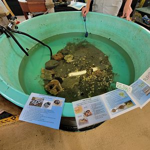 Beavertail Aquarium - summer flounder, common periwinkle, horseshoe crab, northern sand lace, hermit crabs