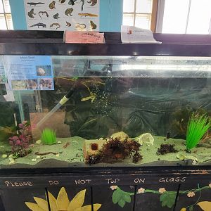 Beavertail Aquarium - lined seahorse, northern pipefish, moon snail