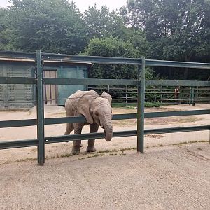Baby African Elephant