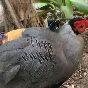 Siamese Fireback (Lophura diardi)