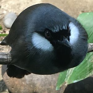 Black-Throated Laughingthrush (Pterorhinus chinensis)