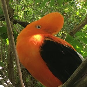 Andean Cock-Of-The-Rock (Rupicola peruvianus)