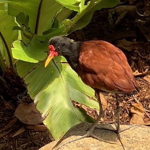 Wattled Jacana (Jacana jacana)