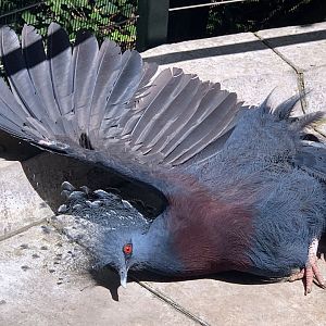 Victoria Crowned Pigeon (Goura victoria) sunbathing