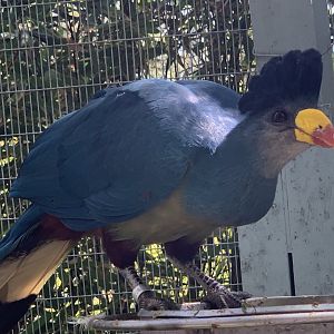Great Blue Turaco (Corythaeola cristata)