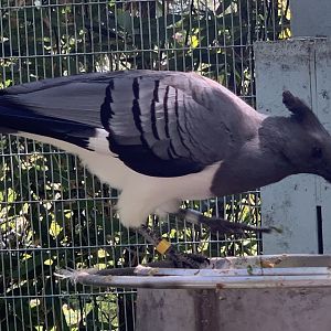 White-Bellied Go-Away-Bird (Crinifer leucogaster)