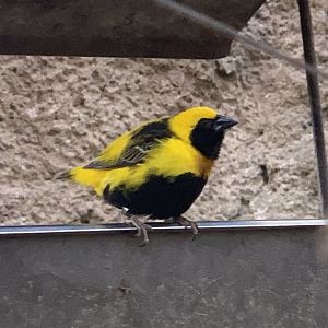 Yellow-Crowned Bishop (Euplectes afer)