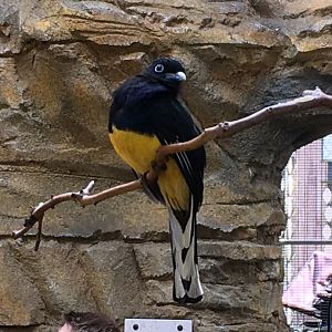Green-Backed Trogon (Trogon viridis)