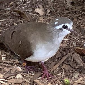 Tambourine Dove (Turtur tympanistria)