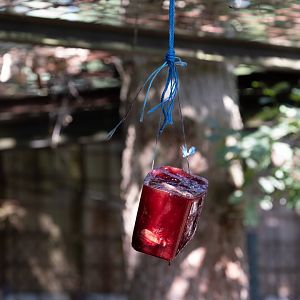 Ice for tigers at 39°C