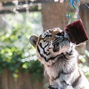 Ice for tigers at 39°C