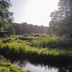 The wetlands