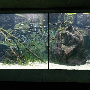 Aquarium - Malagasy cichlid tank
