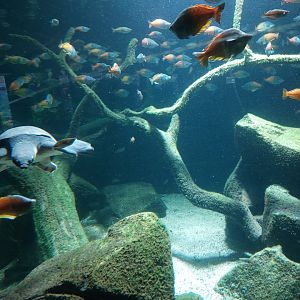 Aquarium - Australian lungfish tank