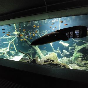 Aquarium - Australian lungfish tank