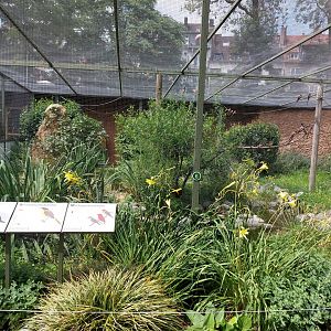 Carmine bee-eater aviary in pheasantry