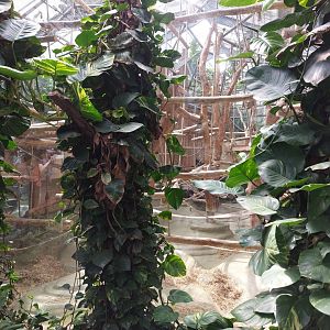 Urwald house - Orangutan indoor