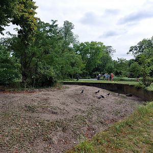Red river hog enclosure