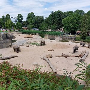 Part of Asian elephant exhibit