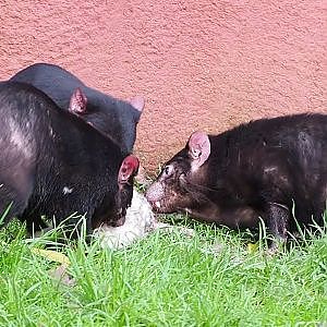 Video of Tasmanian devils feeding on a rabbit carcass, 2021-12-07