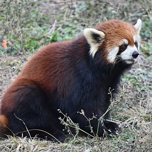 Chinese red panda (Ailurus styani)