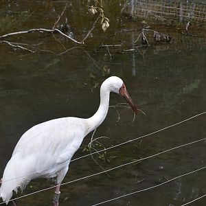 Siberian crane (Leucogeranus leucogeranus),