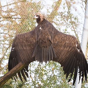 Cinereous vulture (Aegypius monachus), 2021-12-07