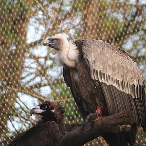 Cinereous vulture (Aegypius monachus) and Western eurasian griffon vulture (Gyps fulvus fulvus), 2021-12-07